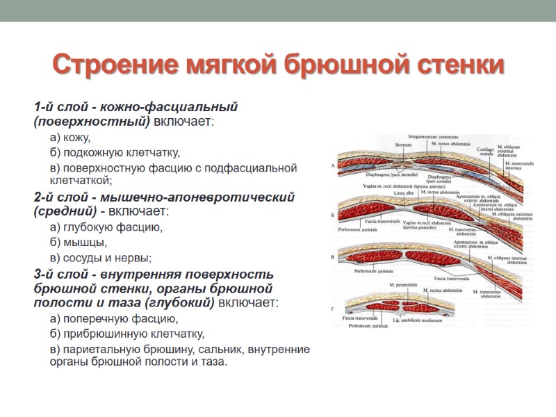 Строение мягкой брюшной стенки 1-й слой - кожно-фасциальный (поверхностный) включает: а) кожу, б) подкожную